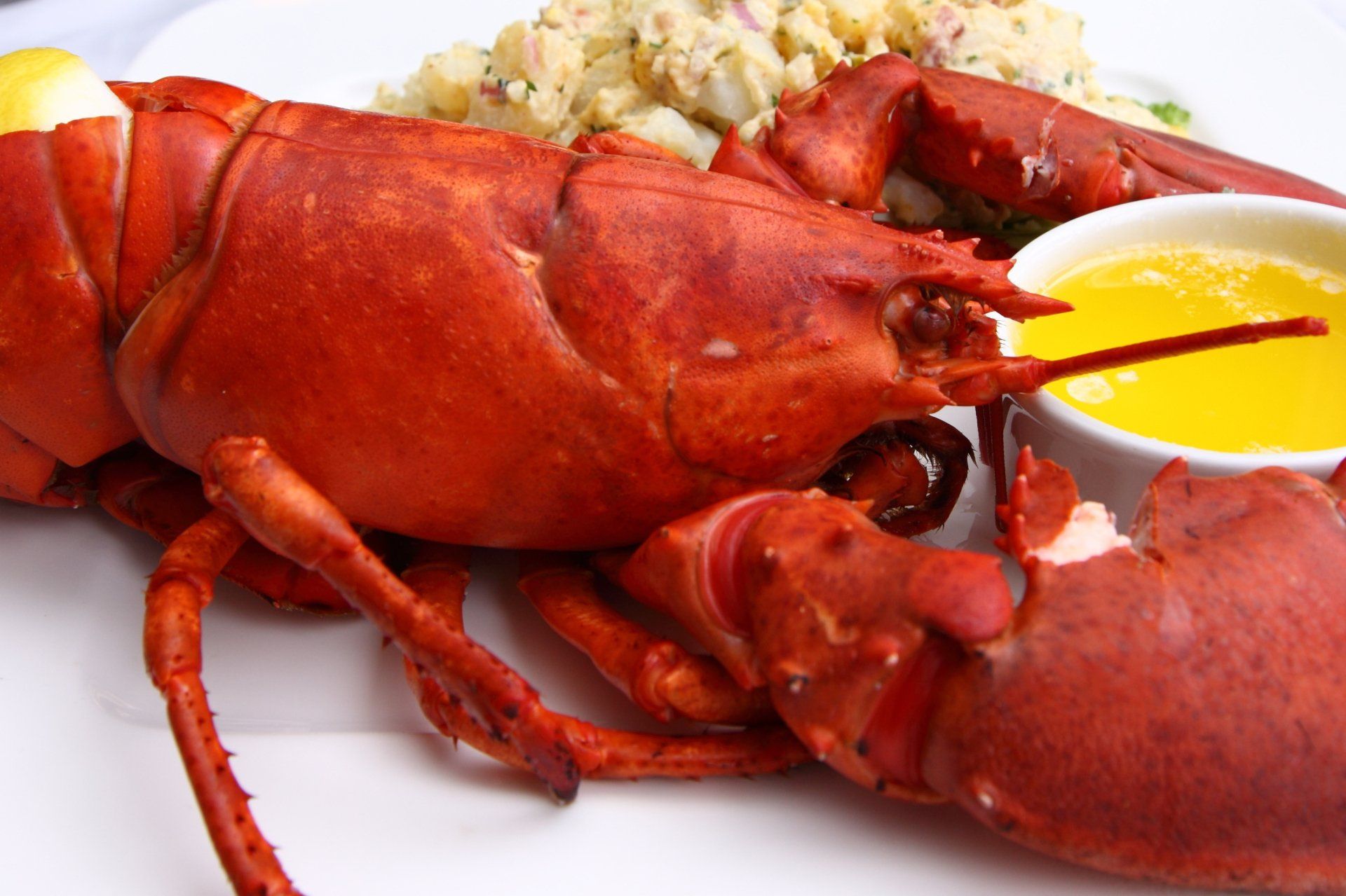 Fresh lobster