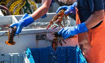 Superior Lobster market